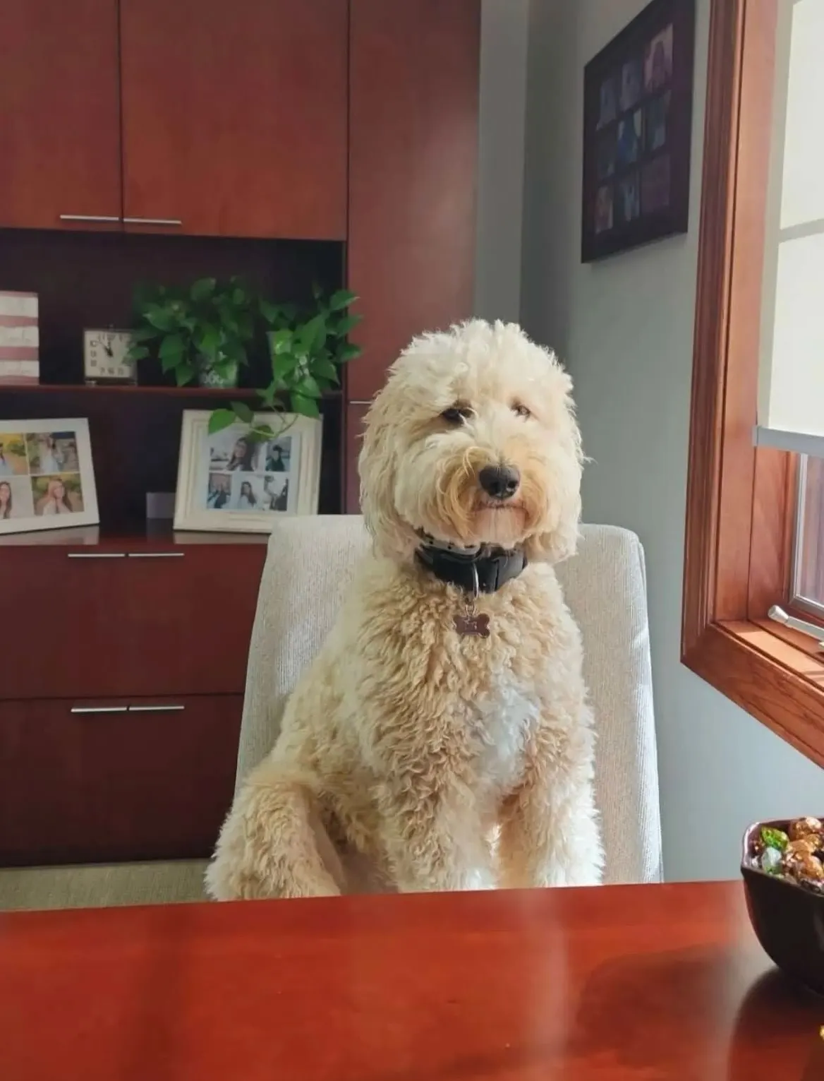 Louie Robbins, the office goldendoodle, seated at a desk in the South Barrington office